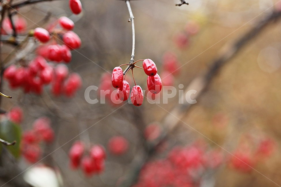 산수유,약용,식용,빨간열매,가을,추수,결실,식물,나무,자연,공원,과일,열매,fruit