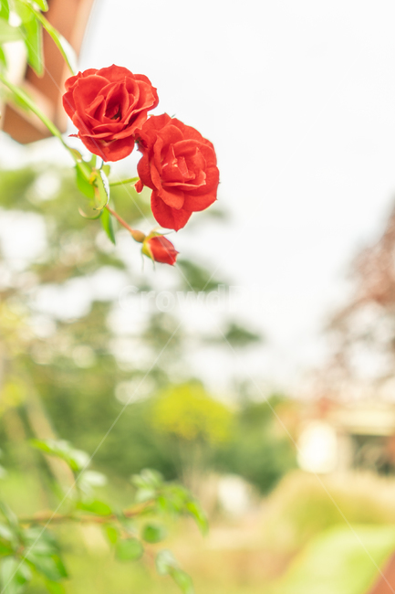 그린웨이,greenway,장미,rose,blossom,flower,식물,자연,plants,nature,꽃,flower