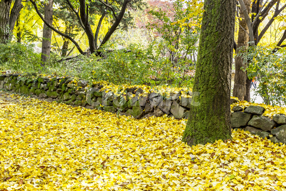 가을,낙엽,단풍,무늬,돌담,가을,계절,fall,autumn,season,식물,자연,plants,nature,나무,trees,wood,field,들