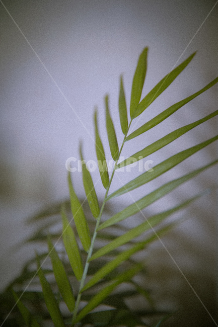 잎,식물,자연,위험한,필름,어두운,식물,자연,plants,nature,감성,sensible,feeling