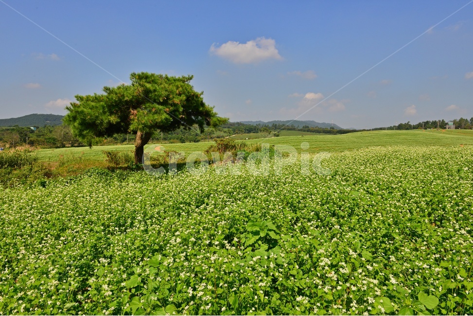 nature,자연,outdoors,옥외,field,들,rural,농촌,farm,농장,meadow,목초지,고창,학원농장,메밀밭,농업,농사,농경,경작