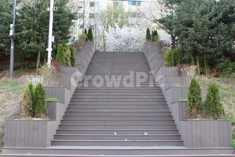 봄,계단,꽃,벚꽃,나무,봄,계절,spring,season,staircase,garden,정원,outdoors,옥외,handrail,난간,banister
