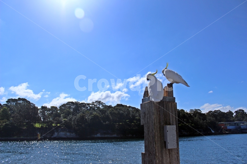 시드니,앵무새,parrot,파란하늘,귀여운동물,자연,풍경,nature,landscape,해외,외국,세계,foreign,oversea,world,세계자연풍경,해외자연풍경,외국자연풍경,world nature landscape,동물,animal,조류,새,birds,bird,waterfowl,물새,heron,헤론,ardeidae,아르 데이다에,egret,백로