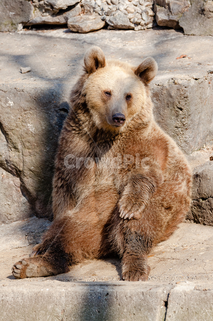 곰,동물,육식동물,포식자,동물원,동물,animal,포유류,mammal