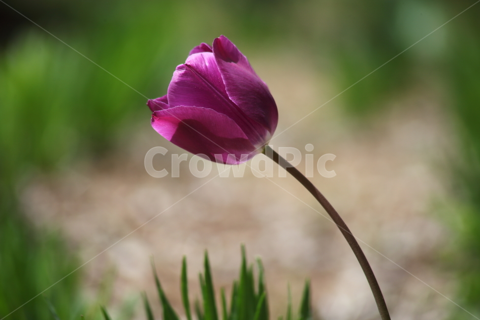 튤립,구근초,꽃,백합과,tulip