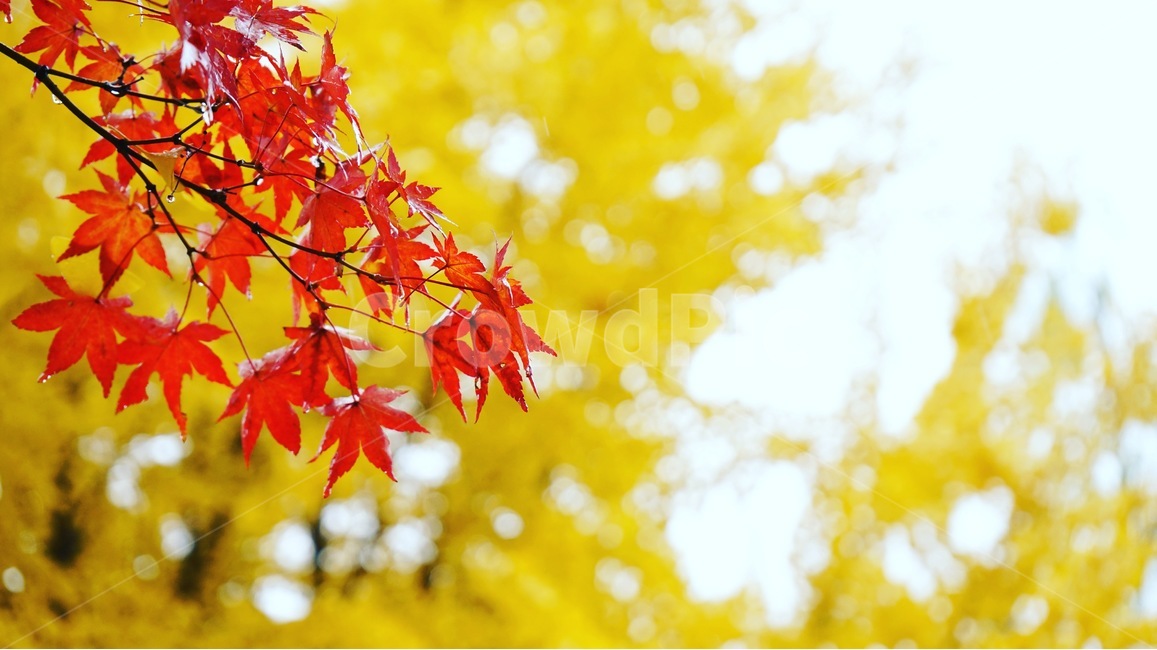 낙엽,단풍,단풍나무,은행나무,나무,비,가을,가을,계절,fall,autumn,season,식물,자연,plants,nature,leaf,잎,plant,tree