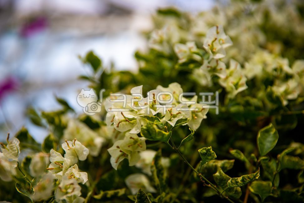 종이꽃,부겐빌레아,flower,꽃,petal,꽃잎