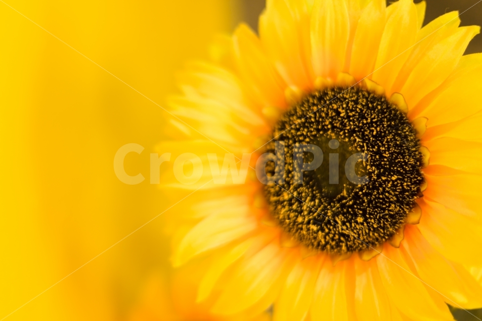 해바라기,꽃,노란색,꽃집,플로리스트,화원,장식,데코,생화,조화,디자인,여름,여름,계절,summer,season,식물,자연,plants,nature,꽃,flower,plant,blossom