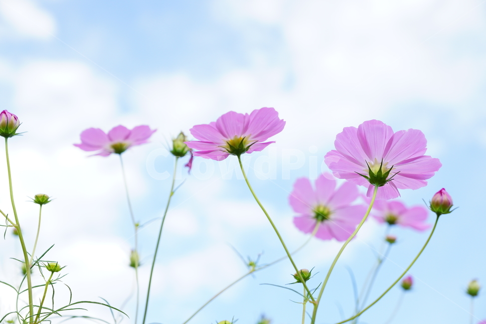가을,코스모스,꽃,풍경사진,파란하늘,구름,landscape,flower,cosmos,bluebky,cloud,fall,Autumn,가을,계절,fall,autumn,season,식물,자연,plants,nature,꽃,flower,plant,blossom,daisy,데이지,daisies