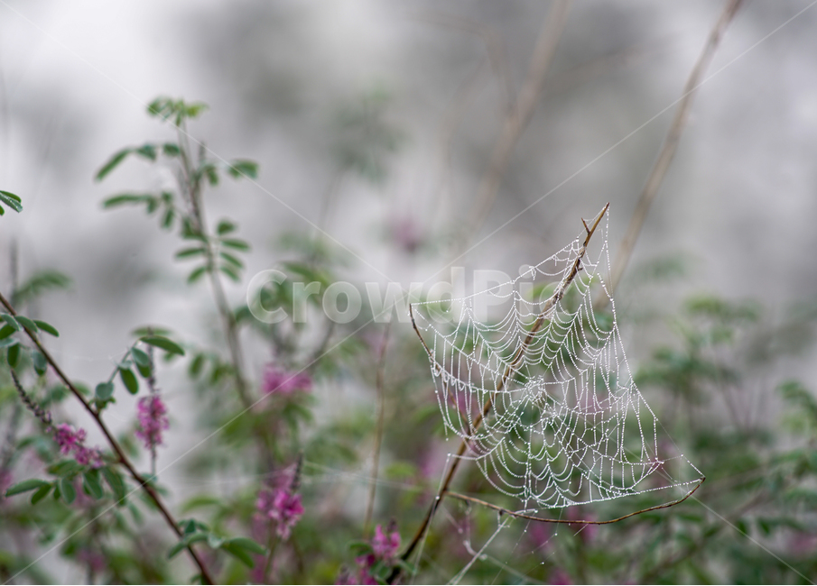 거미줄,거미집,자연,아침,이슬,자연,풍경,nature,landscape,식물,plants,꽃,flower