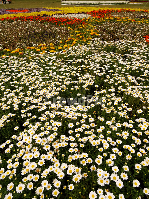 꽃,봄,봄꽃,식물,botany,spring,flower,식물,자연,plants,nature,꽃,flower