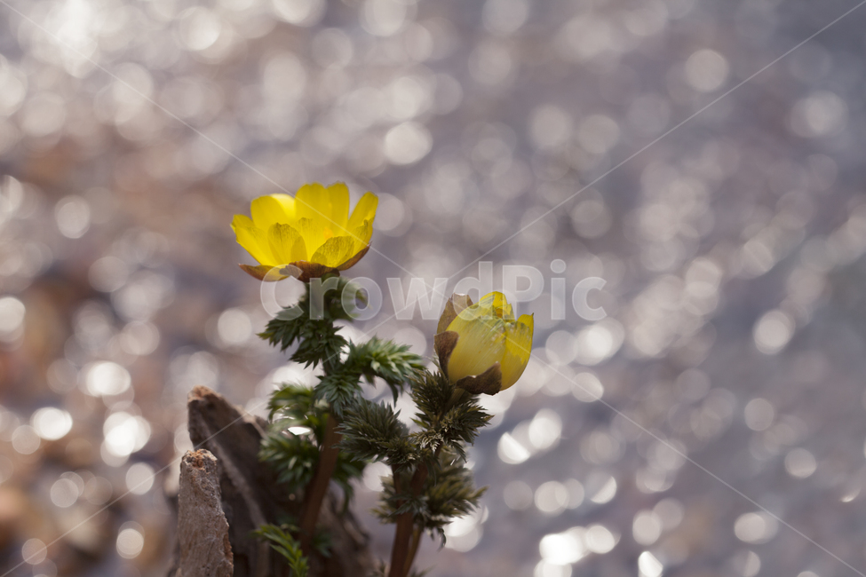 spring flowers,Bokseokcho,new spring,bokeh,yellow flower