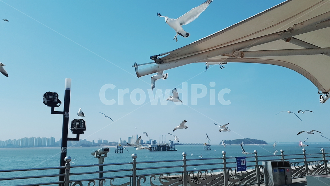 새,bird,동물,animal,바다,바닷가,ocean,sky,하늘,갈매기,동물,animal,조류,새,birds