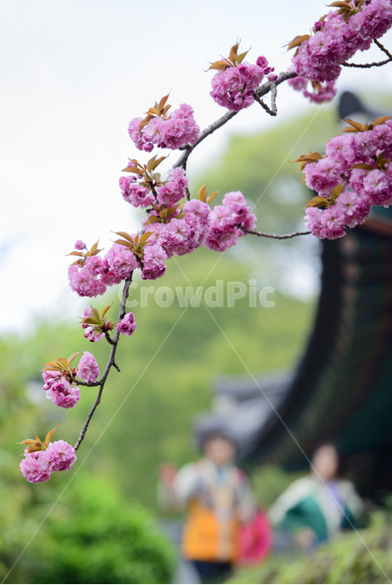 사찰,봄,spring,plant,식물,person,사람,human,인간,flower,꽃,벚꽃,blossom,왕벚꽃,식물,자연,plants,nature,꽃,flower