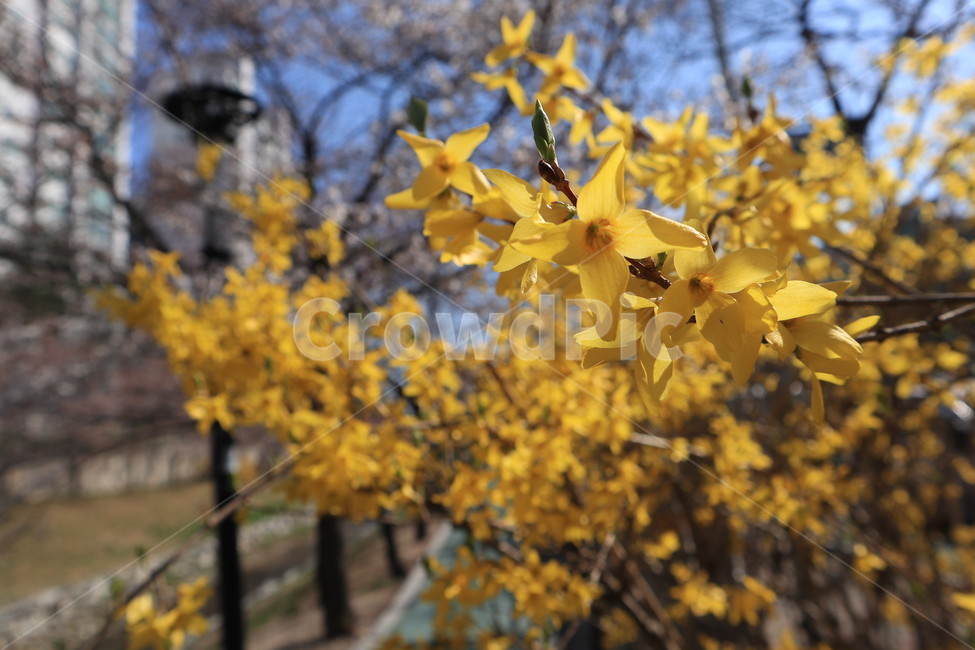 봄,개나리,시즌,season,사람없음,spring,국내,노란색,자연,봄,계절,spring,season,식물,자연,plants,nature,꽃,flower,leaf,잎,plant,tree,나무,maple,단풍