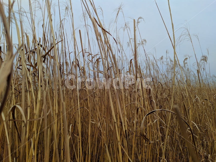 갈대밭,갈대,갈대나무길,갈대정원,갈대길,가을,계절,fall,autumn,season,grass,잔디,plant,식물,lawn