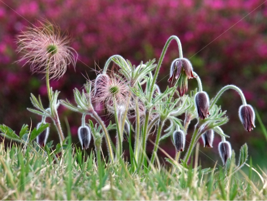 할미꽃,봄,봄꽃,꽃할미,동강할미꽃,식물,자연,plants,nature,꽃,flower