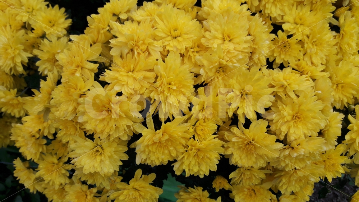 꽃,국화,노랑,짝사랑,풍성한,식물,자연,plants,nature,꽃,flower