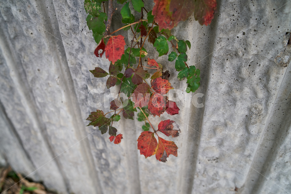 벽,담쟁이,넝쿨,색깔,가을,leaf,잎,color,background,배경,가을,계절,fall,autumn,season,plant,식물