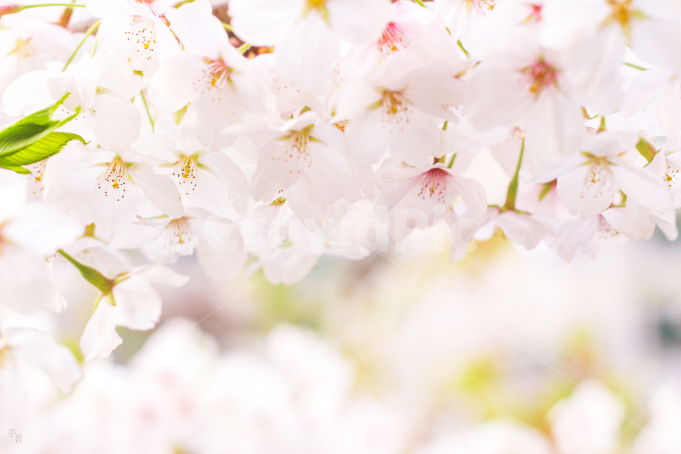 벚꽃,꽃,벚꽃나무,봄,꽃나무,벚,봄,계절,spring,season,식물,자연,plants,nature,꽃,flower,감성,sensible,feeling,plant