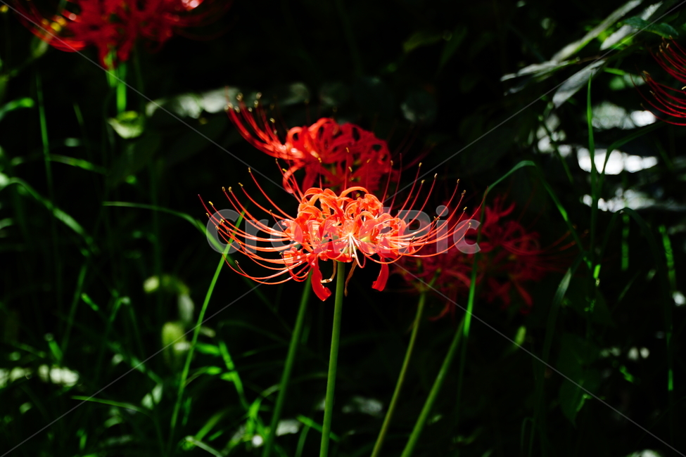꽃무릇,꽃,식물,플라워,flower,자연,nature,plants,9월,가을,fall,autumn,september,꽃밭,화단,꽃사진,가을꽃,식물,자연,plants,nature,꽃,flower