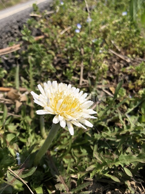 plant,식물,꽃,풀,잔디