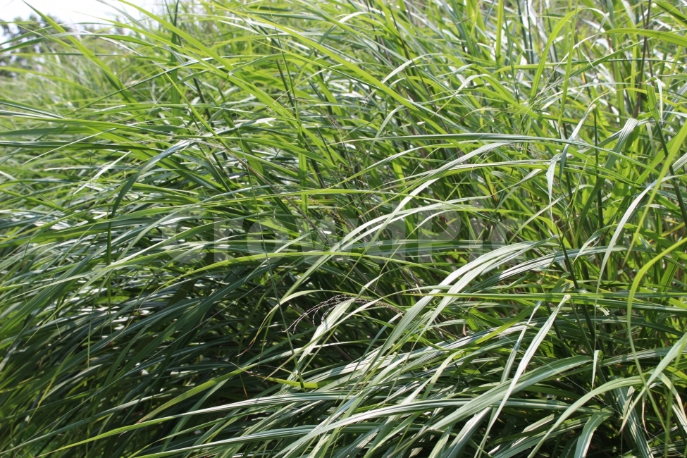 잔디,풀,잡초,초록,초록색,자연,야외,공원,정원,식물,잎,식물,자연,plants,nature