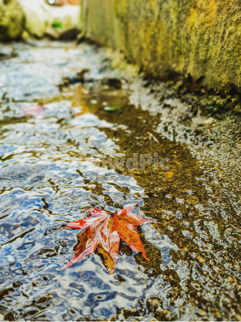leaf,잎,plant,식물,낙엽,단풍,자연,가을,계절,fall,autumn,season