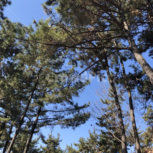 나무,하늘,파란하늘,산,등산,자연,풍경,nature,landscape,tree,plant,식물,fir,전나무