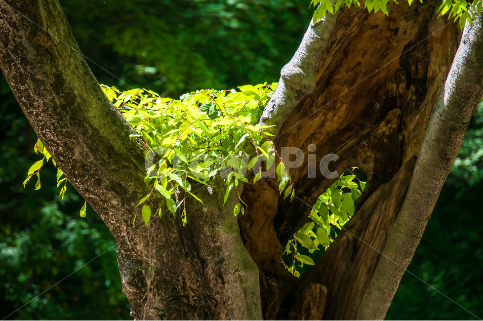 접사,나무,푸른정원,푸르름,봄,빛,식물,자연,plants,nature,나무,trees,wood