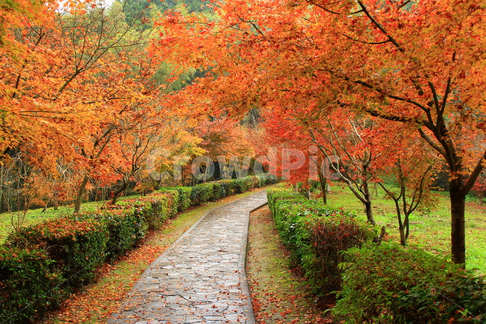 가을,자연,풍경,단풍,계절,가을풍경,자연풍경,계절풍경,nature,season,naturallandscape,landscape,fallfoliage,fall,가을,계절,fall,autumn,season,자연,풍경,nature,landscape,leaf,잎,plant,식물,tree,나무,maple