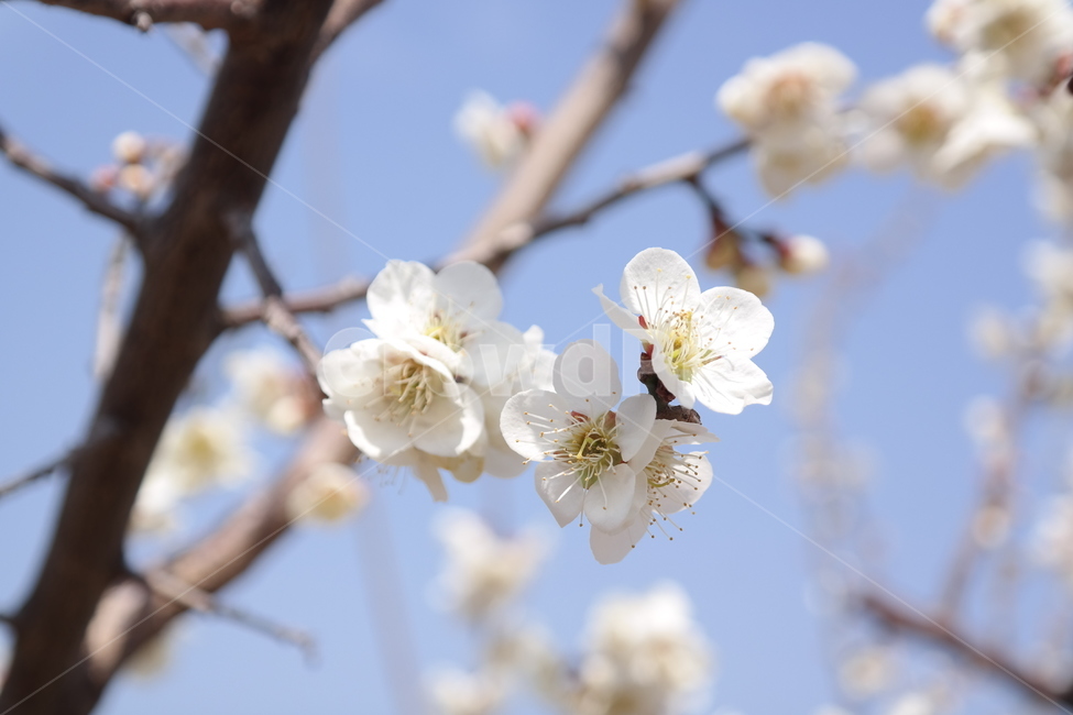 꽃,매화,flower,봄,spring,봄꽃,매화꽃,매실,prunusmume,나무,가지,식물,korea,자연,season,plants,nature,경치,scenery,야외,식물,자연,plants,nature,꽃,flower