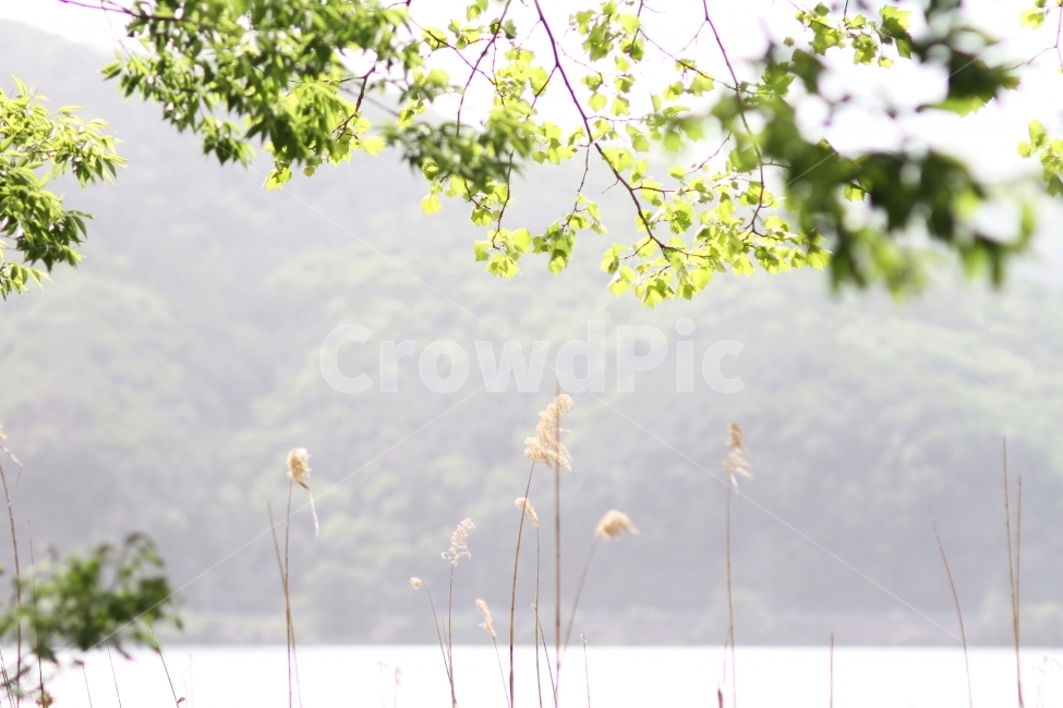 풍경사진,감성사진,호수,강,자연,식물,자연,plants,nature