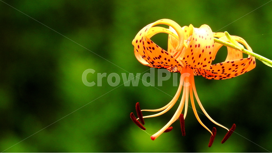 꽃,식물,풍경,자연,계절,식물,자연,plants,nature,꽃,flower