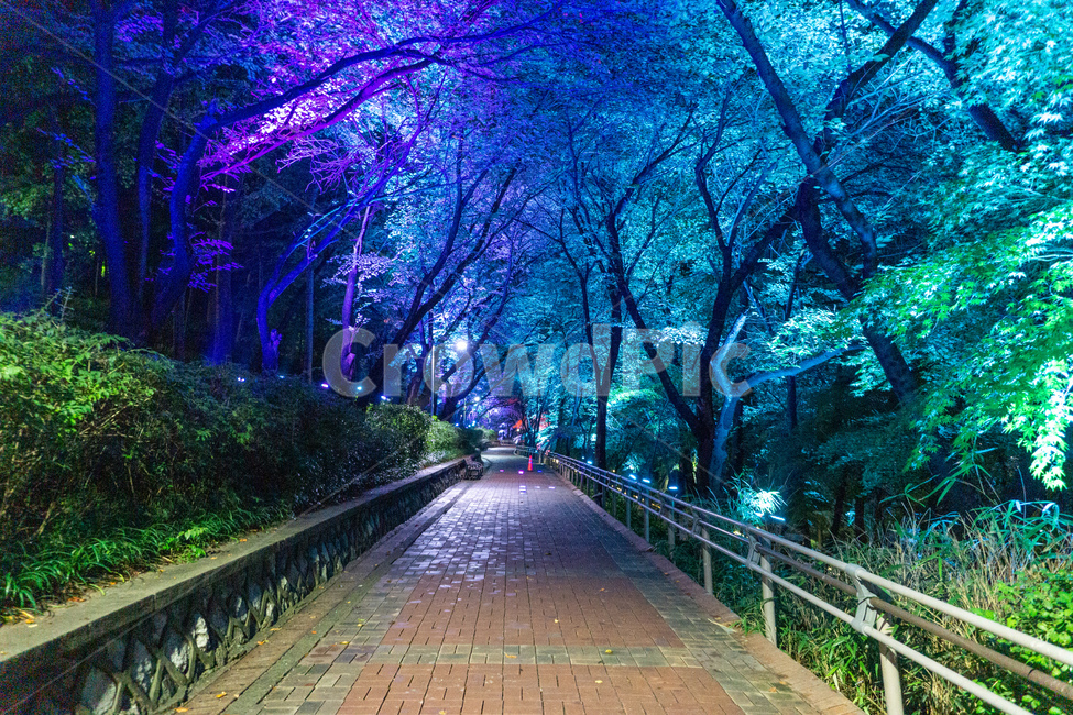 인천,자유공원,야경,led,조명,야간,동인천,차이나타운,숲,나무,공원,산책,산보,산길,오솔길,통로,보도,숲속,형형색색,forest,path,lane,trail,walkway,road,길,수풀,자연,park,tree,nature,풍경,landscape,scenery,scene,view,night,nightview,nightscene,lighting,illumination,lamp,light,colourful