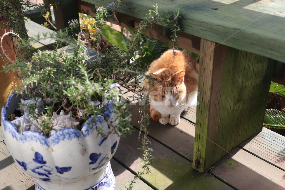 고양이,허브,봄,빼꼼,화분,봄,계절,spring,season,동물,animal,포유류,mammal,고양이,cat,kitten,kitty,potted plant,vase,병 장식,jar,항아리,pottery,도기류,plant,식물