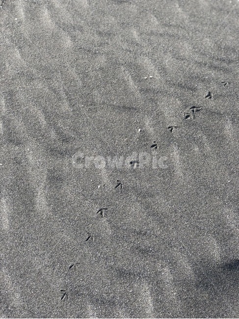 새,bird,발자국,footprint,tracks,step,footmark,birdfootprint,birdfootmark,새발자국,blacksand,해변모래,모래,beachsand,검은모래