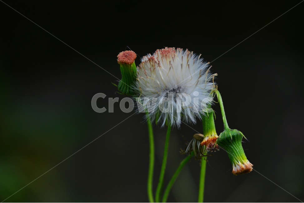 plant,식물,blossom,flower,꽃,개쑥갓