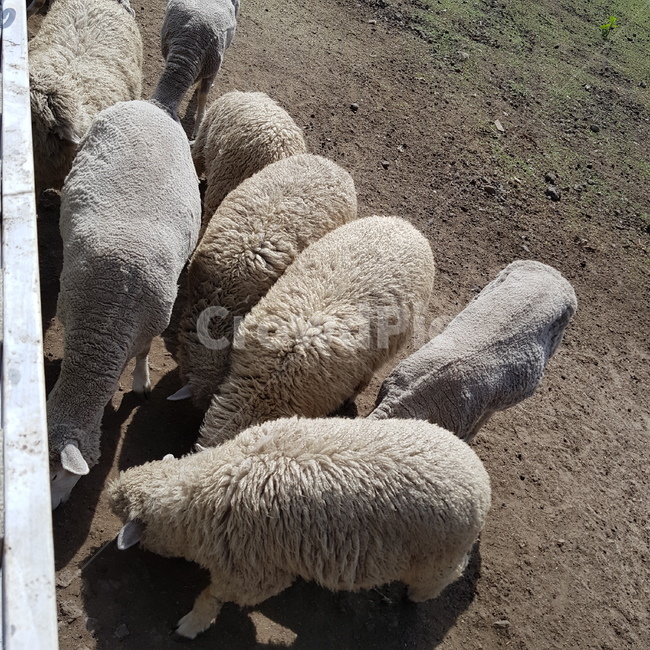 양,목장,자연,양떼,초원,동물,animal,포유류,mammal,목축업,목장,livestock farming,ranching,pasture