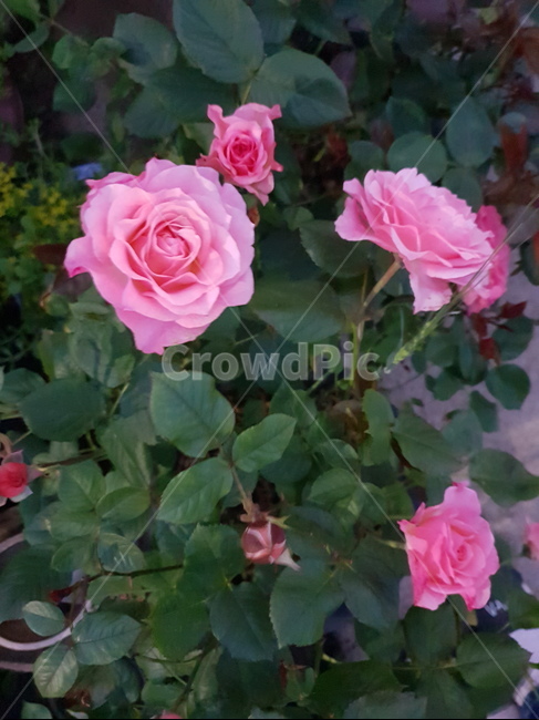 로즈,로제,장미꽃,장미핀,장미빛