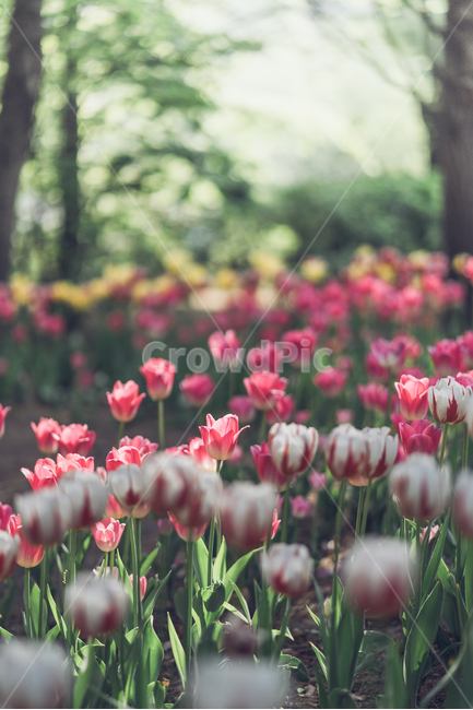 자연,꽃,tulip,튤립,튤립꽃,식물,자연,plants,nature,꽃,flower