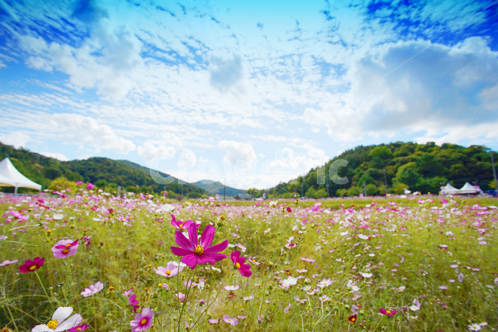 코스모스,꽃,가을,가을하늘,꽃밭,산,축제,가을,계절,fall,autumn,season,자연,풍경,nature,landscape,식물,plants,꽃,flower,grassland,목초지,field,들,outdoors,옥외,rural,농촌,farm,농장,meadow