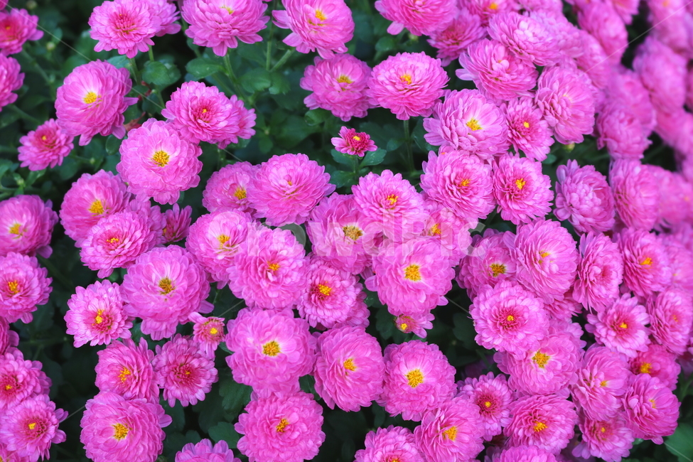 꽃,국화,국화꽃,식물,야생화,소국화,원예,분홍꽃,분홍색꽃,식물,자연,plants,nature,꽃,flower