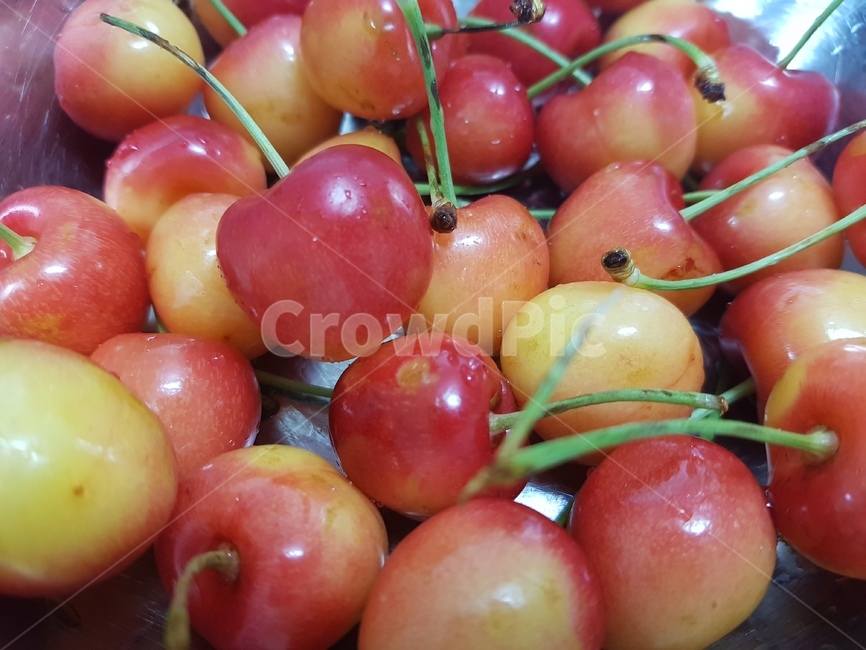 체리,여름과일,과일,cherry,fruit