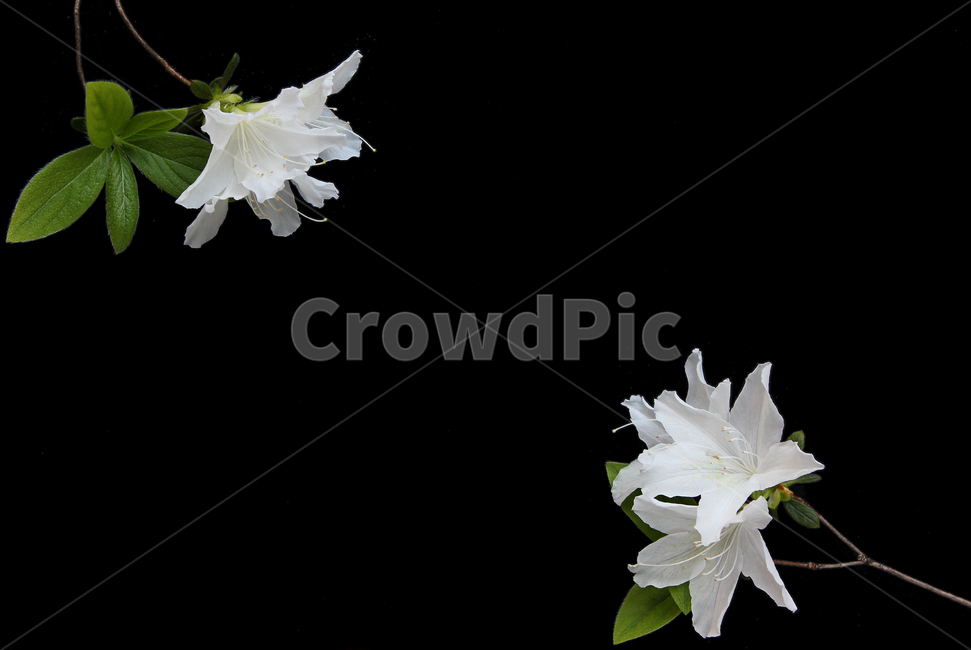 azaleas,azaleasflowers,closeup,decoration,detail,flower,fresh,green,leaf,leaves,macro,natural,nature,plant,royalazaleablossom,whiteazaleasflowers,철쭉,철쭉꽃,클로즈업,디테일,꽃,신선한,그린,녹색,잎,나뭇잎,잎사귀,자연,식물,플라워,진달래,검은색,검정,블랙,꽃,flower,누끼,remove background