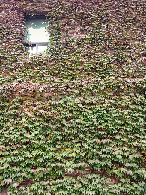 plant,식물,패턴,벽,질감,담쟁이,창문,식물,자연,plants,nature