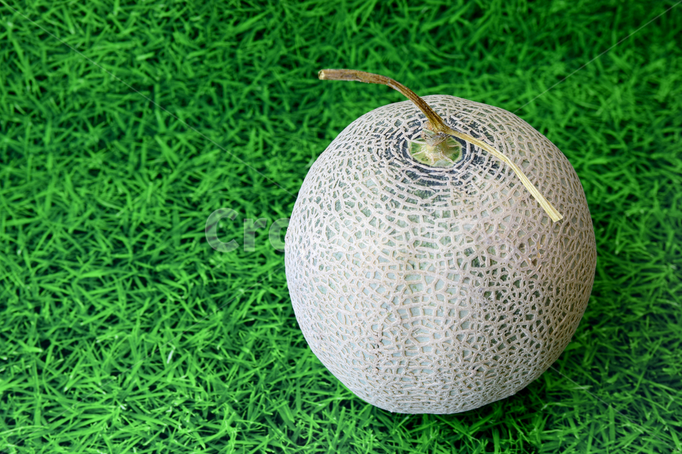 멜론,메론,과일,열대과일,식재료,박과,열매,melon,fruit,food,음식,식재료,요리,food,cook,meal,dishes,food reserves,과일,열매,fruit