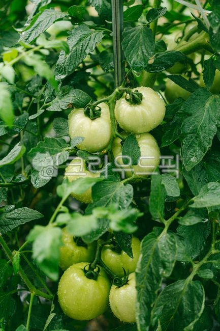 토마토,그린토마토,농작물,과일,신선한