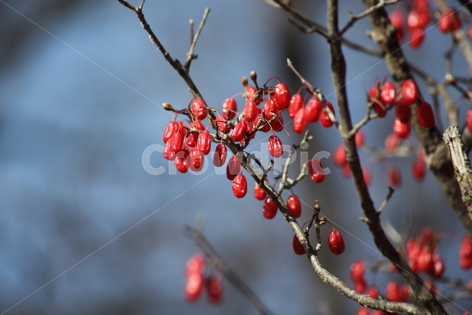 산수유,열매,빨강,가을,japanesecorneliancherry,가을,계절,fall,autumn,season,식물,자연,plants,nature,과일,열매,fruit,plant,food,음식