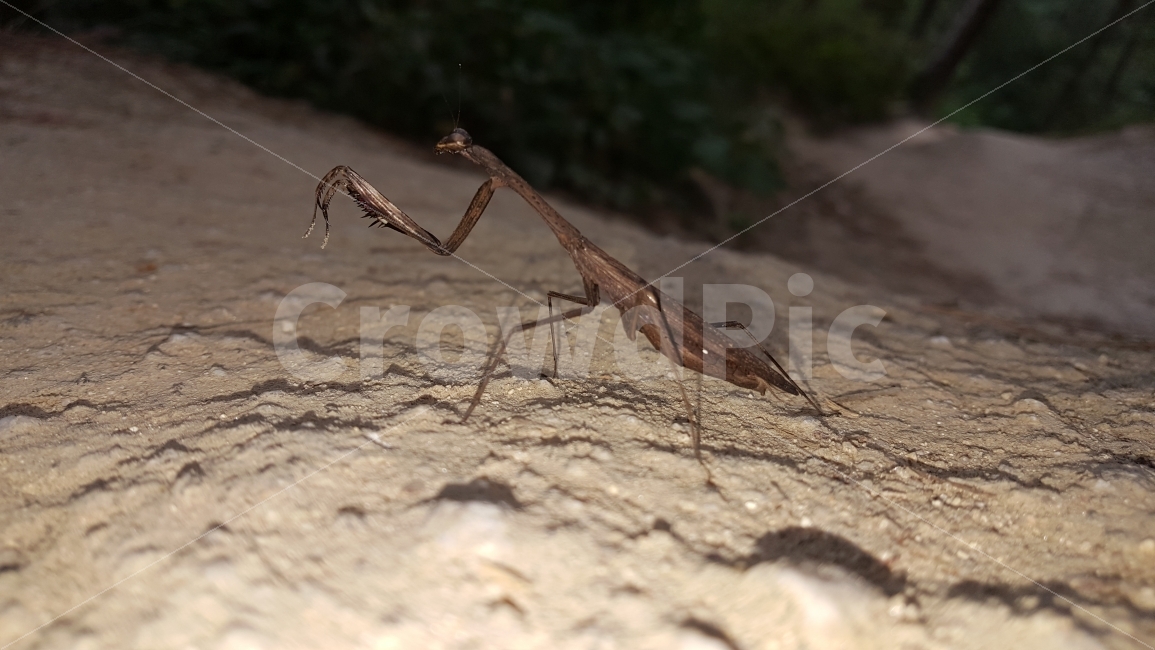 사마귀,당랑권,무법자,사마귀의공격,사마귀의자태,동물,animal,곤충,벌레,insect,bug